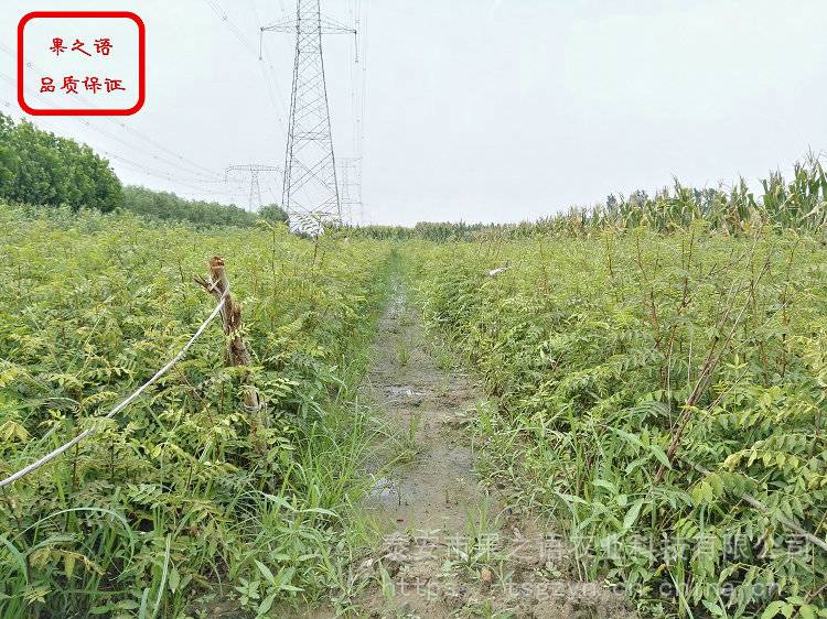 无刺花椒苗价格、无刺花椒苗哪里有卖