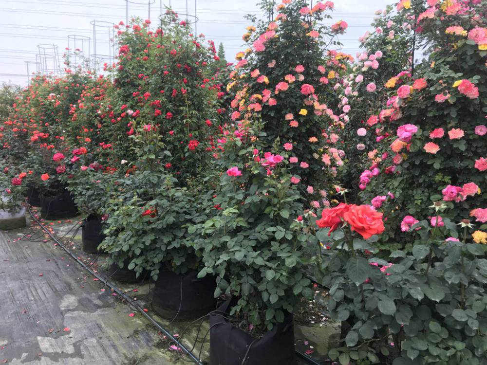 成都百亩蔷薇月季工程苗批发基地杯子地苗都有哦,规格齐全价格好