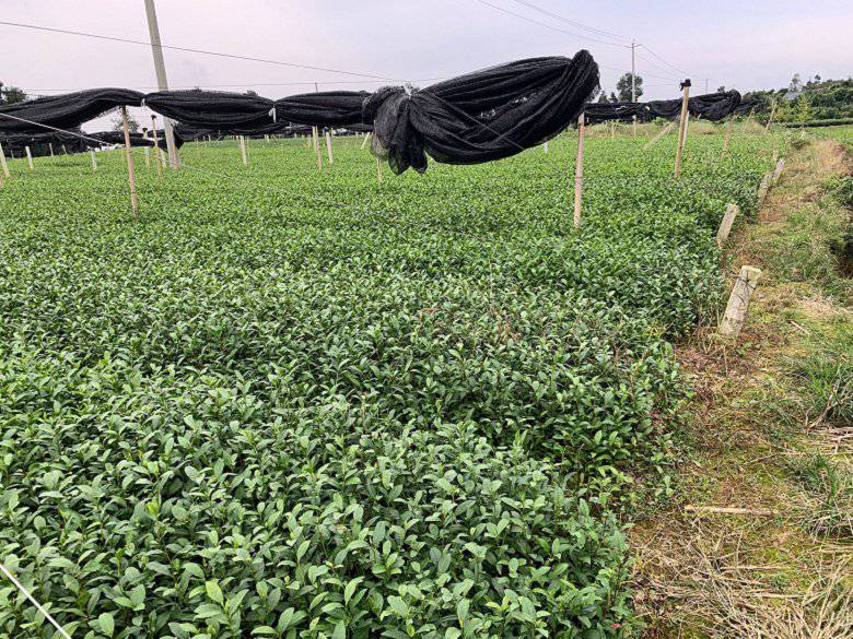 郑州市茶苗种植技术种植基地-巴渝特早茶苗、茶苗种植技术