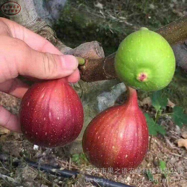 大鸭梨青皮无花果树苗批发 大鸭梨青皮无花果树苗新品种新价格