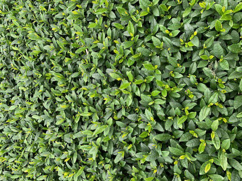 景德镇市一年生茶苗种植技巧-茶叶苗木、一年生茶苗