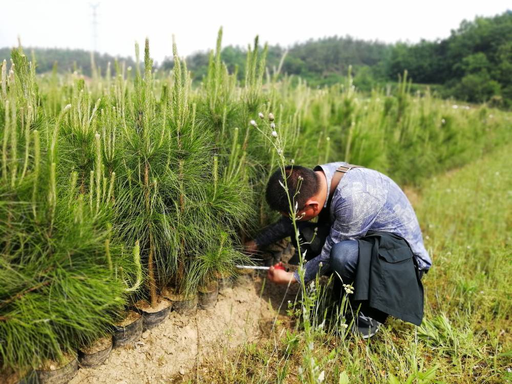 供应湿地松苗湿地松树苗价格实惠成活率高