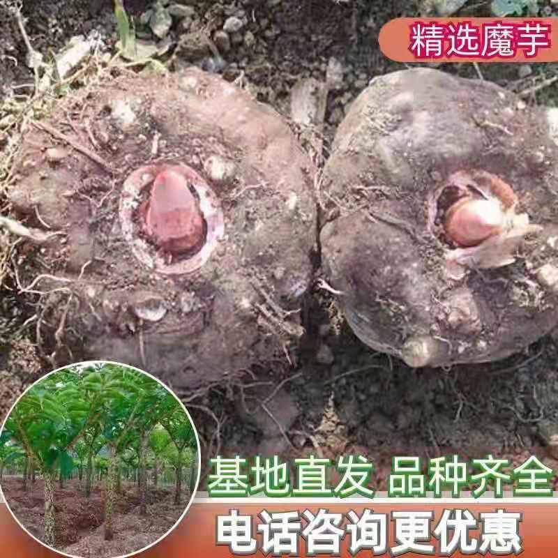 水100-200魔芋种子晾晒消毒保质保量诚信经营