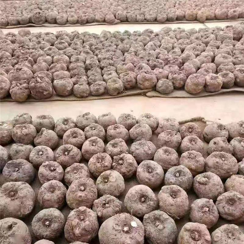 基地出售农小哥魔芋种子挑选长期稳定供应包回收