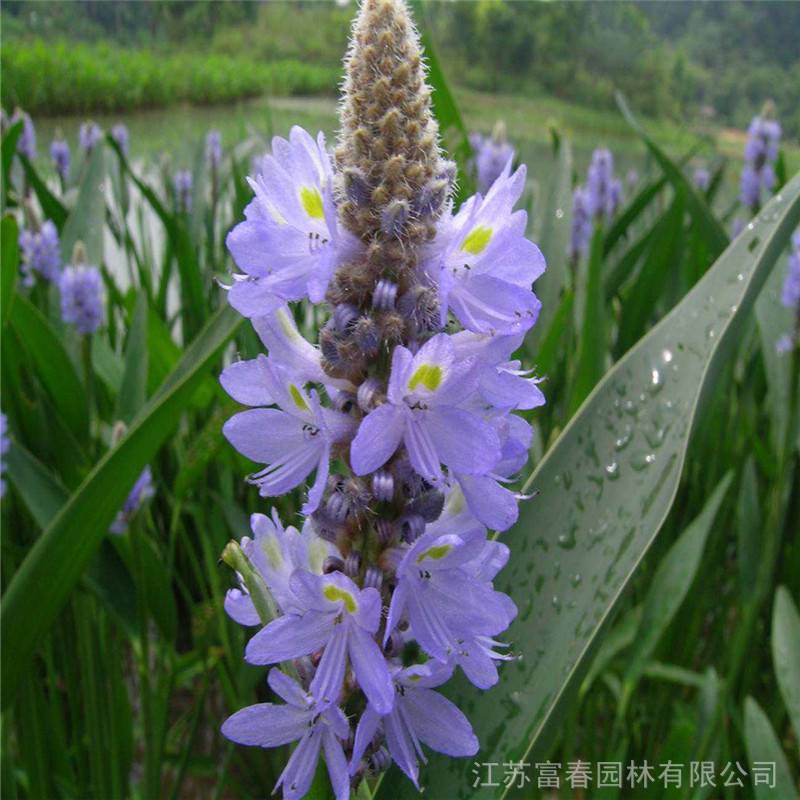 梭鱼草基地种植批发量大价优别名北美梭鱼草海寿花