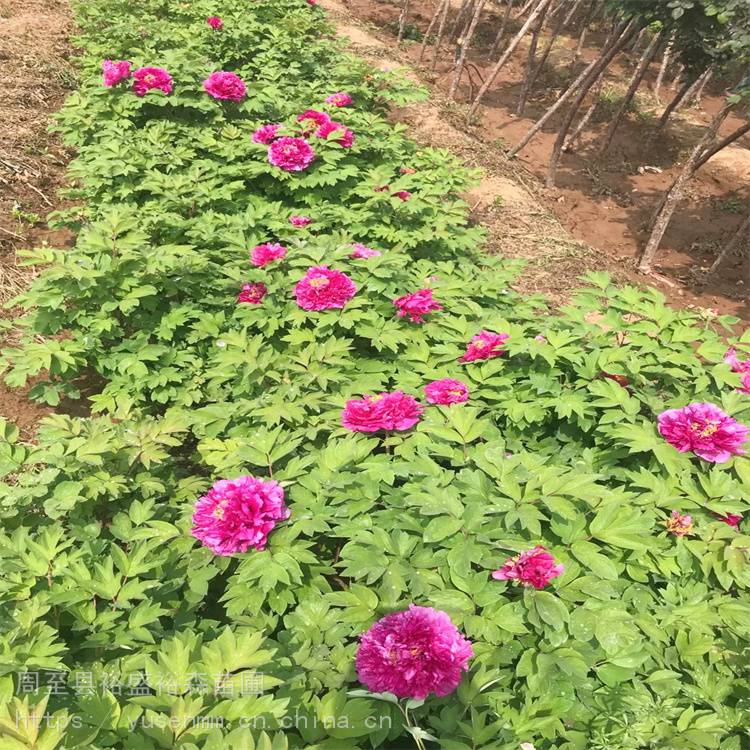 牡丹小苗观花球形饱满鲁泽红大花品种4年大苗开花多次