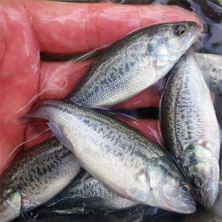 水产养殖场发货加州鲈鱼苗4-6cm好质量鲜活热品技术支持养殖