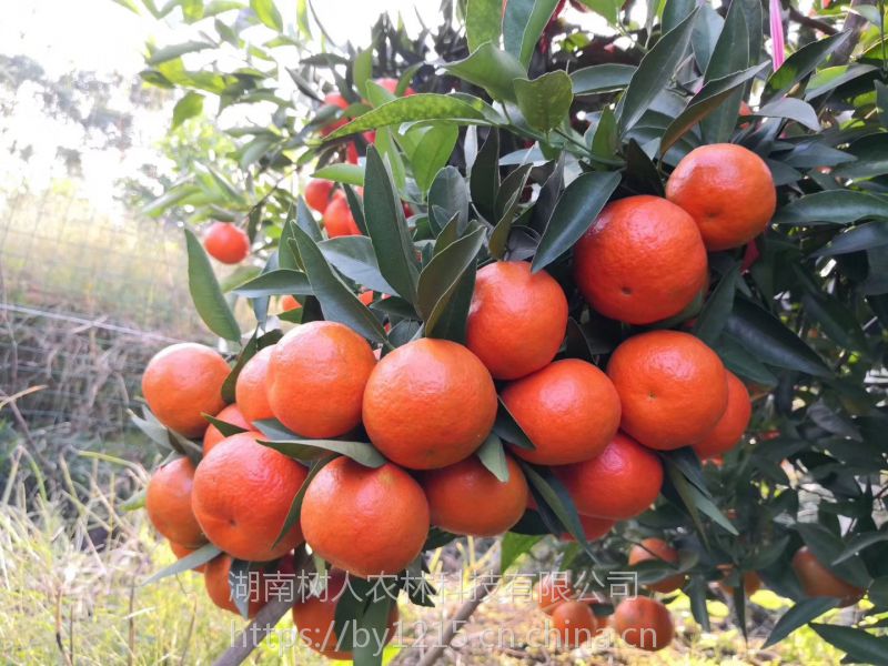 果树苗木 柑橘树苗 桔苗 红桔子树苗 新品种早桔