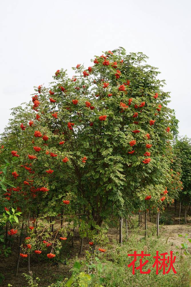 【出售花楸苗木,销售花楸苗-大量出售百花花楸苗木】图片