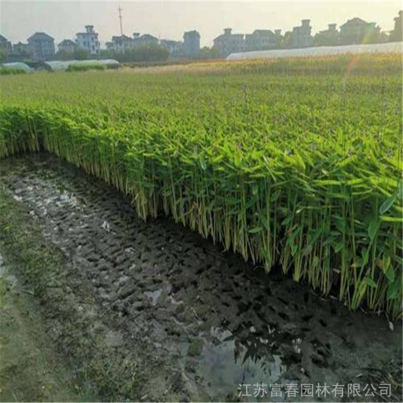 再力花基地种植批发量大价优别名水竹芋水莲蕉塔利亚