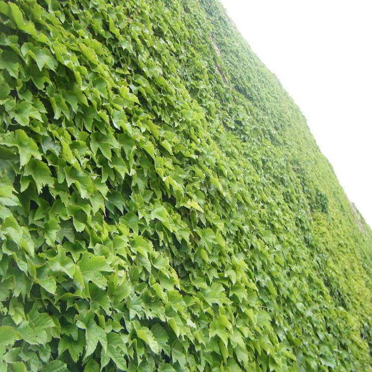 批发爬山虎小苗爬墙高手攀援植物墙体绿化观叶藤本植物