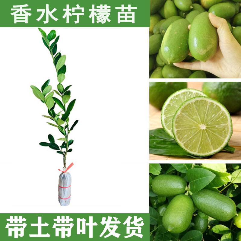 柠檬苗批发台湾四季香水柠檬苗一年四季不断开花结果产地货源