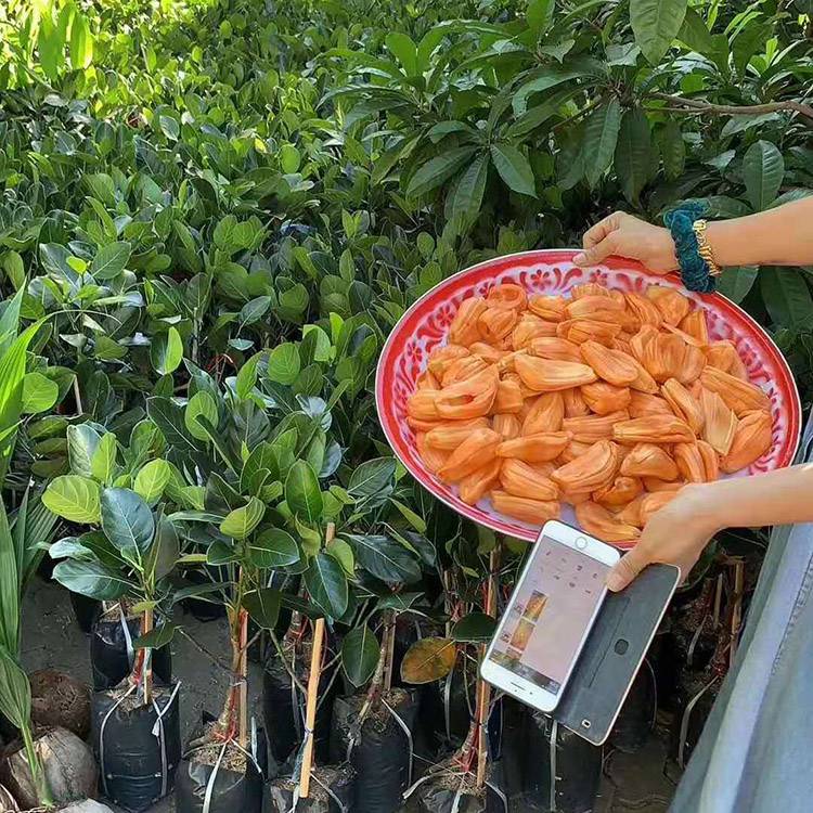 绿邦农业果苗基地泰12号红肉菠萝蜜苗红肉红丝品种干包清甜爽口