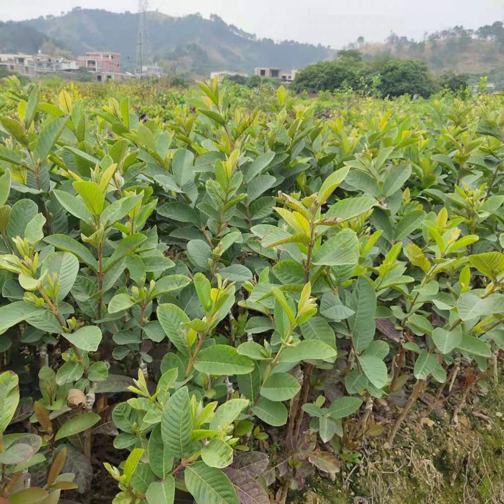 珍珠番石榴苗批发白心四季番石榴苗基地直营
