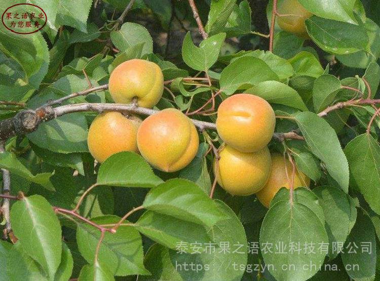2cm杏苗基地、2cm杏苗种植技术