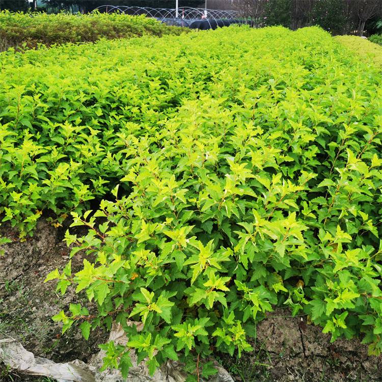 基地出售金叶风箱果庭院小区绿化观赏植物园林绿化植物耐寒耐旱植物