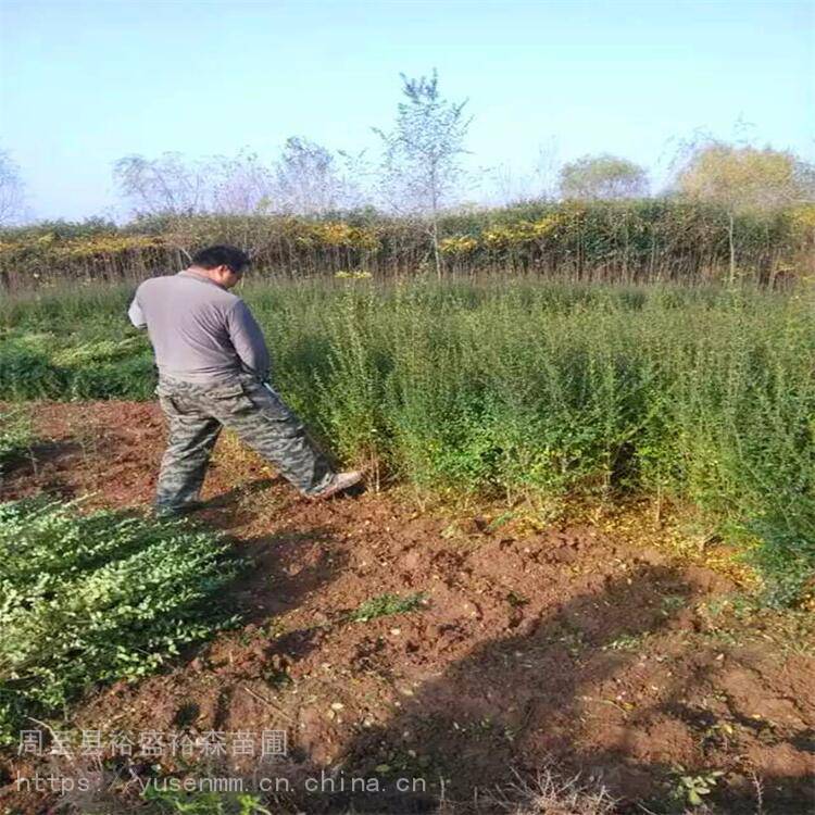 商洛苗木单位红枫绿化苗圃树苗少量配货金叶女贞球