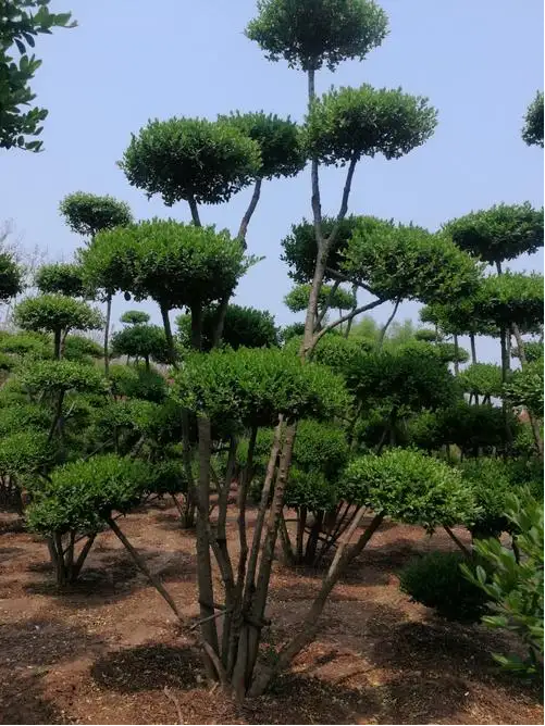 苗圃基地供应造型小叶女贞 盆景式造型女贞 造型桩景观树