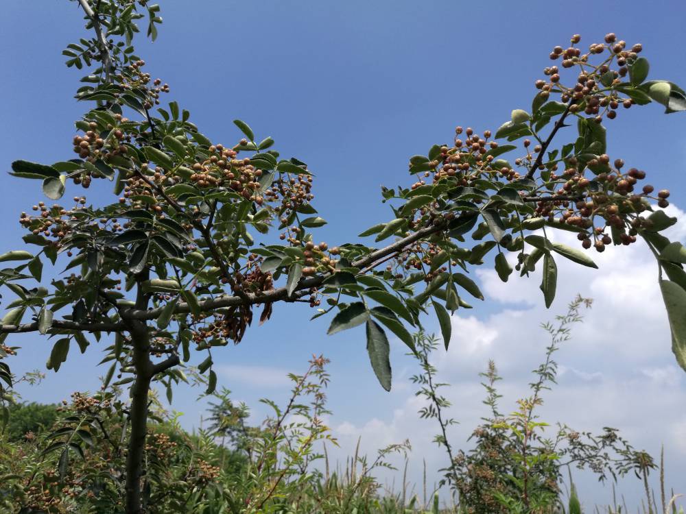 大紅袍花椒苗市場價格 多少錢一棵】山西運城大紅袍花椒苗批發價格