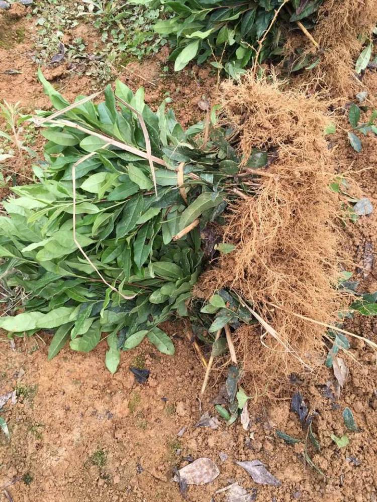 许昌市白毫早茶苗市场价格-茶叶种苗、白毫早茶苗