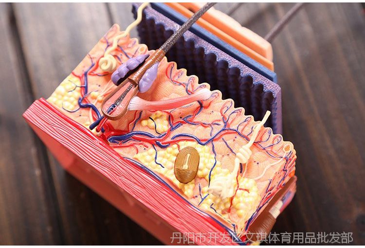 4dmaster人體科學暑期大解剖人體皮膚組織層次結構特惠拼裝模型