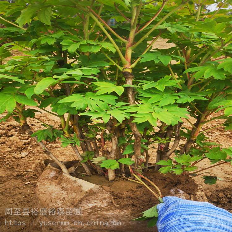 绿化牡丹宁夏种植绿篱一平方多少棵许映桃花牡丹品种宁夏独干月季