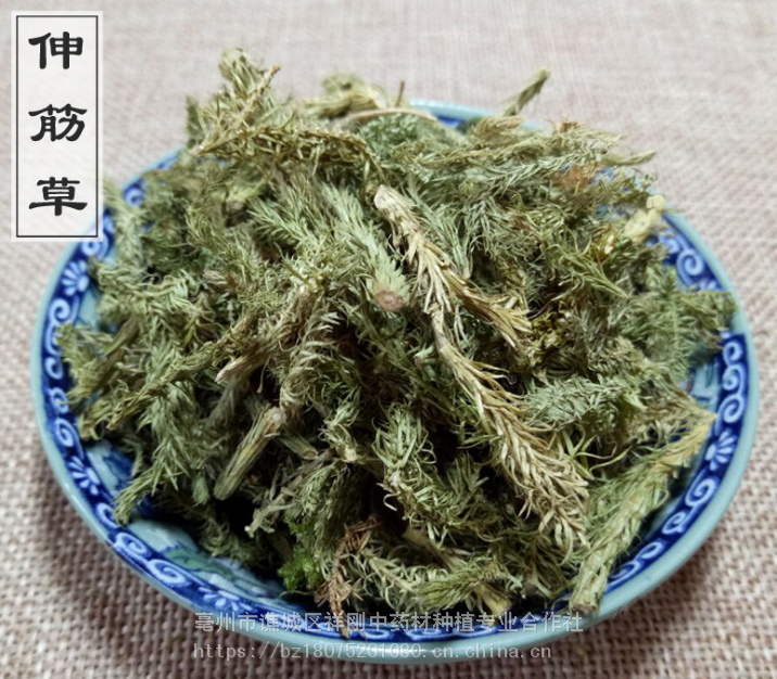 伸筋草的功效與作用 伸筋草的藥用價值伸筋草價格多少一公斤