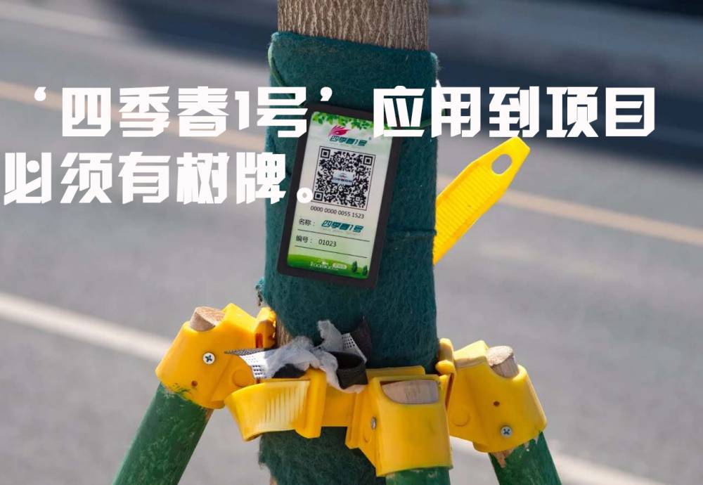 红花大乔木 ‘四季春1号’紫荆树图片