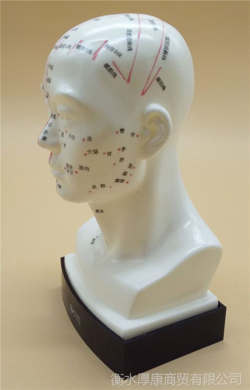 头部四功能针灸腧穴模型人体穴位模型艾灸头模20cm标准软质印字