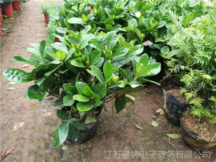 【绿植盆栽】芳香花卉 四季常青大叶小叶栀子花盆栽 枝子观花植物