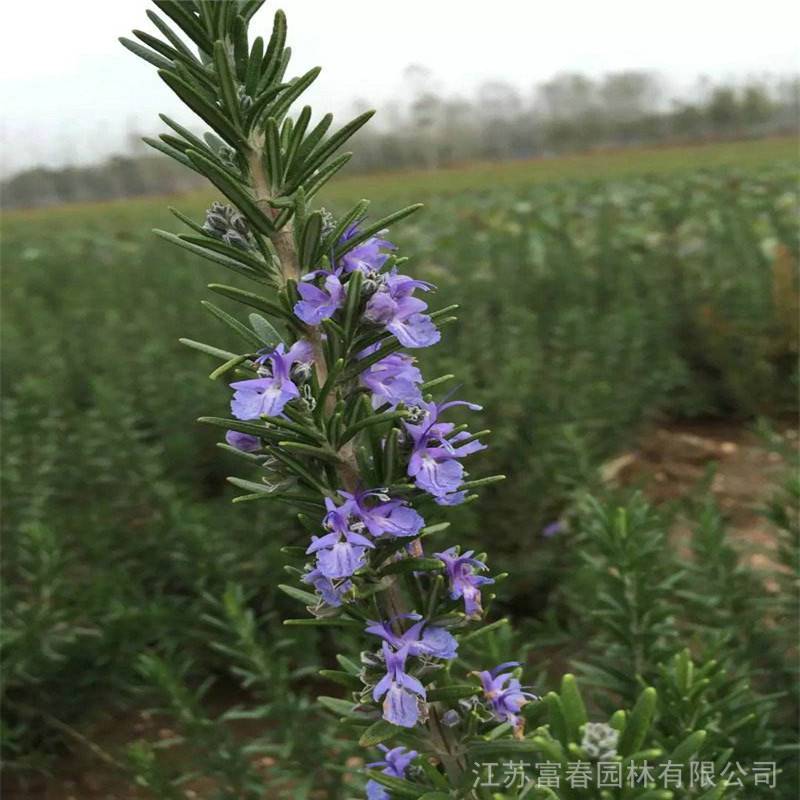 迷迭香基地种植批发量大质量优别名海洋之露