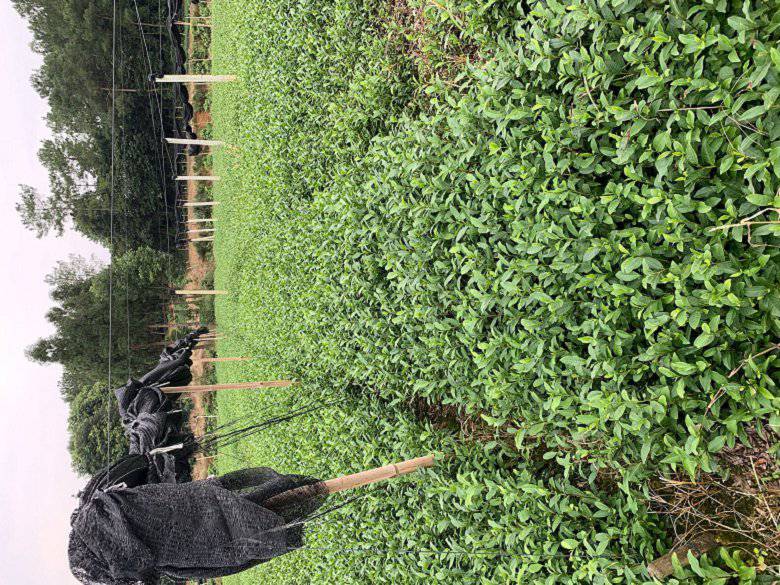 广元市黄金叶茶苗批发供应-乌牛早茶苗、黄金叶茶苗