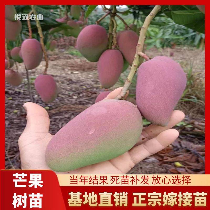 百色芒果树苗正品**嫁接金煌红贵妃四季芒果苗台农