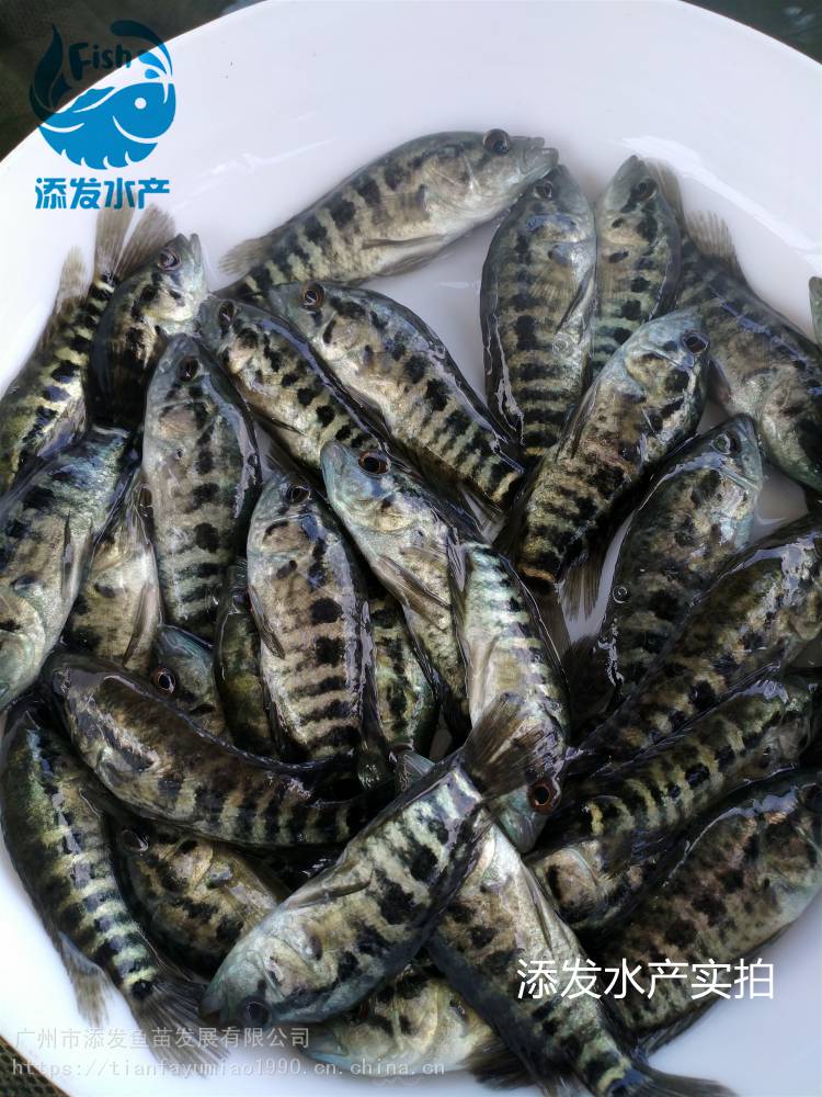 廣東淡水石斑魚苗批發 石斑魚苗寸苗 花斑魚苗批發出售