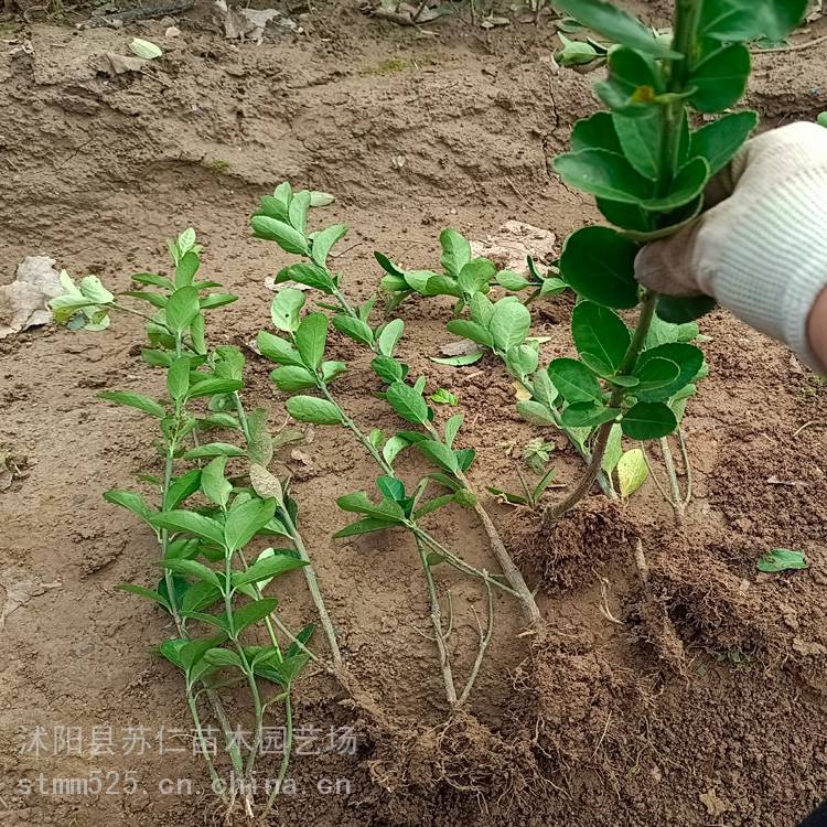 工程大叶黄杨绿篱种植密度、规格、报价