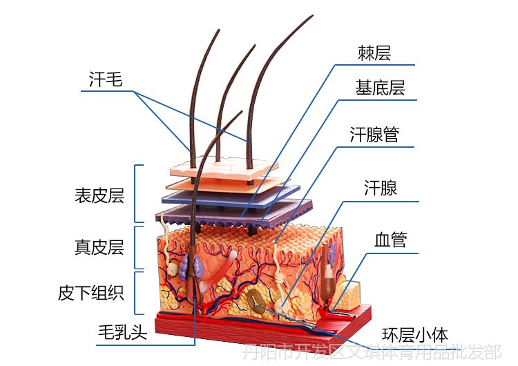 4dmaster人体科学暑期大解剖人体皮肤组织层次结构特惠拼装模型