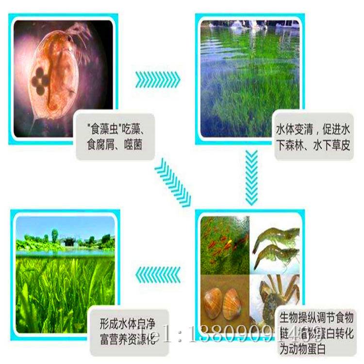 供应大型溞食藻溞食藻虫净化水质枝角类浮游动物净化水质蓝藻绿藻