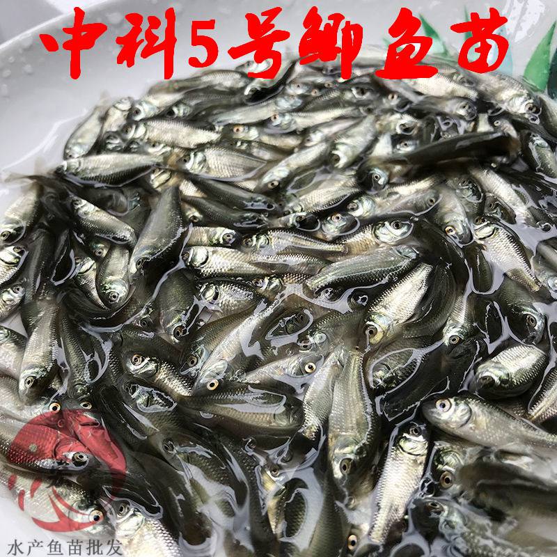 北海成活率高中科五號鯽魚苗中科五號鯽魚苗自產