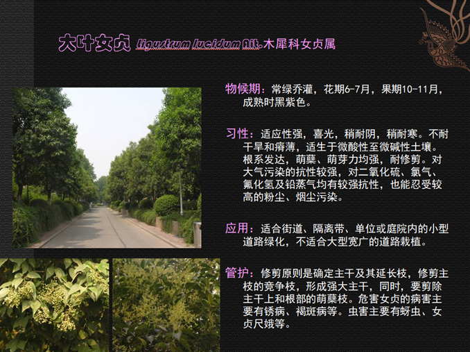 高杆女树苗_大叶女贞树_虞城大叶女贞种植基地