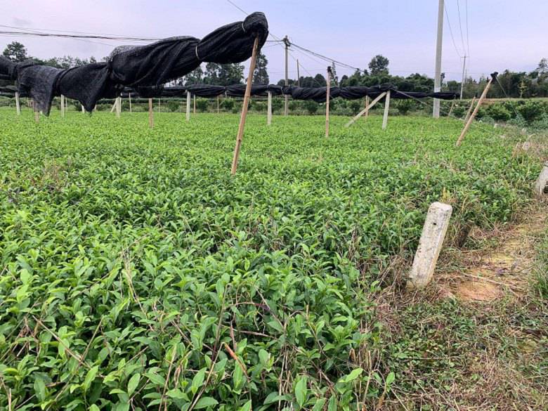 宜昌市茶叶苗基地价格便宜-川茶2号茶苗、茶叶苗基地
