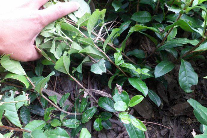 福鼎大白茶苗织金茶苗贵州茶苗