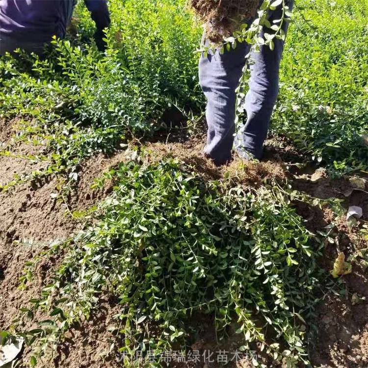 爬藤植物扶芳藤 小叶扶芳藤 爬行卫矛 公路铁路山体护坡绿化