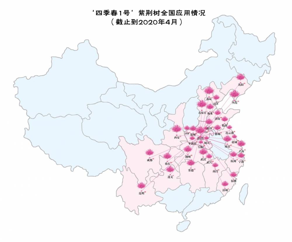 红花大乔木 ‘四季春1号’紫荆树图片