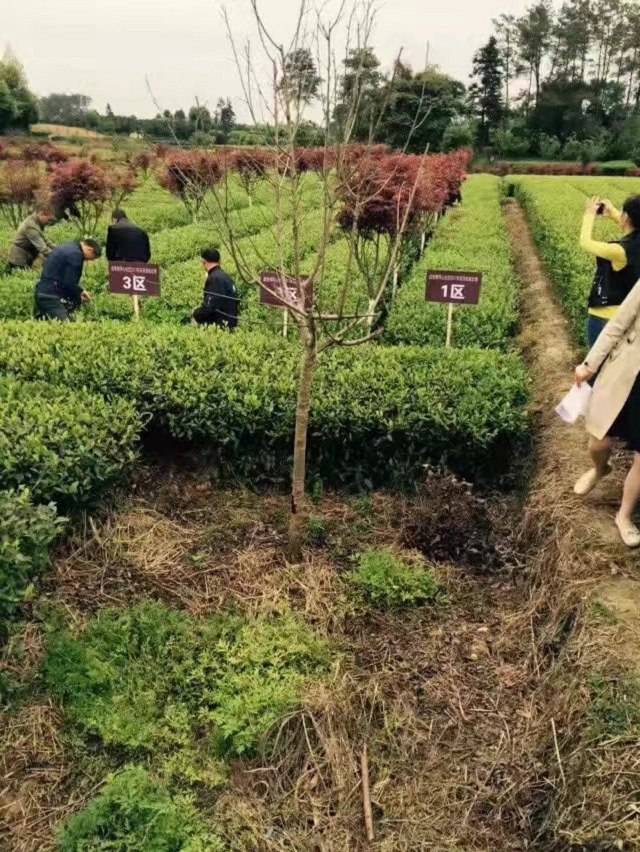 景德镇市一年生茶苗种植技巧-茶叶苗木、一年生茶苗