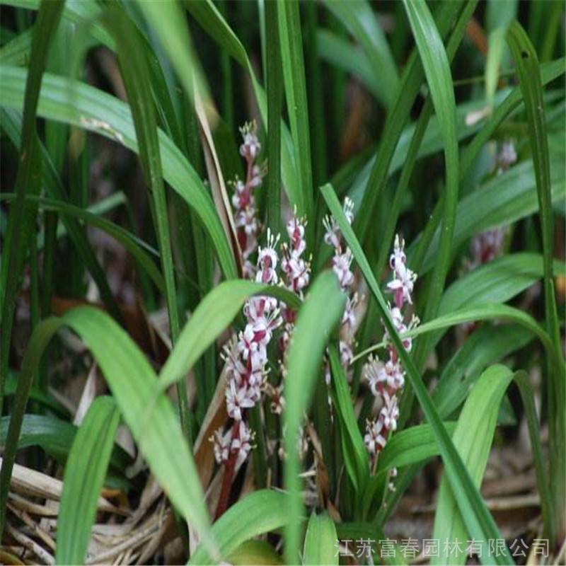 吉祥草品优价廉基地种植批发别名松寿兰小叶万年青竹根七蛇尾七