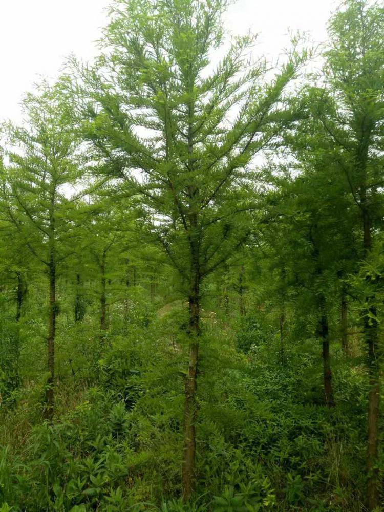 供应中山杉_中山杉价格