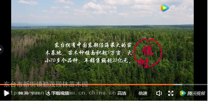 大叶女贞树_绿化大叶女贞_鹤山大叶女贞供应商