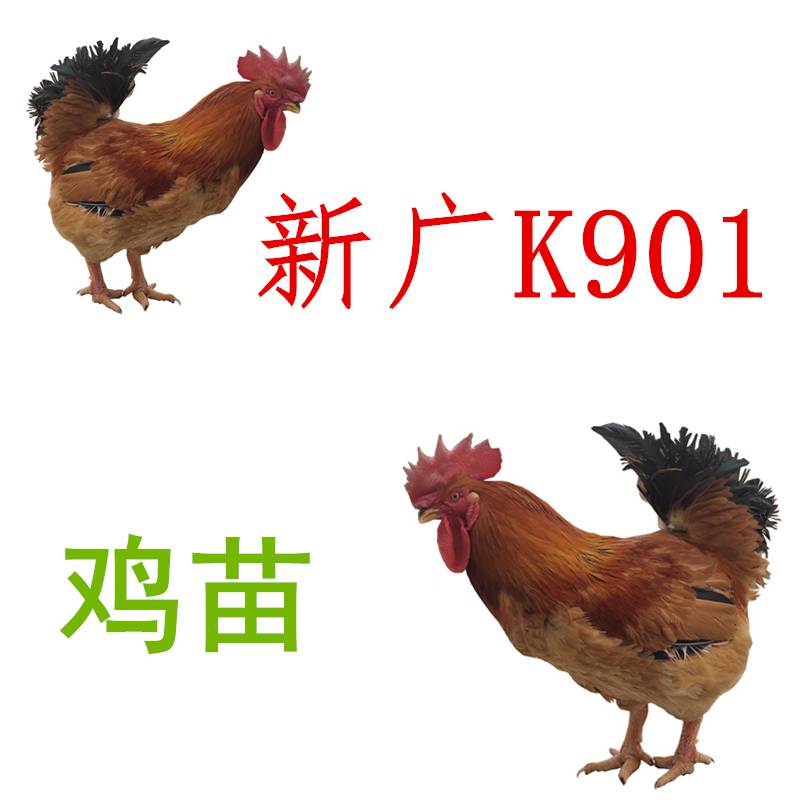 厂家新广k901鸡苗,新广k901鸡苗品种纯正