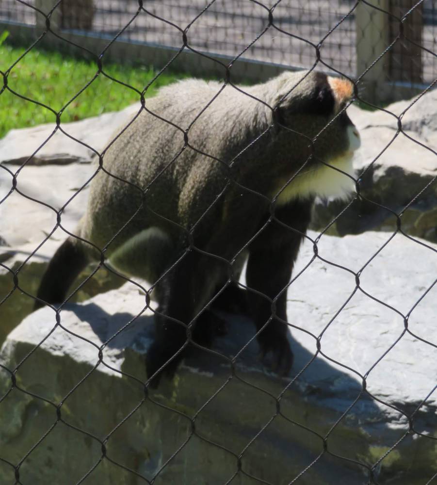 廠家供應304不鏽鋼繩網 動物園籠舍網