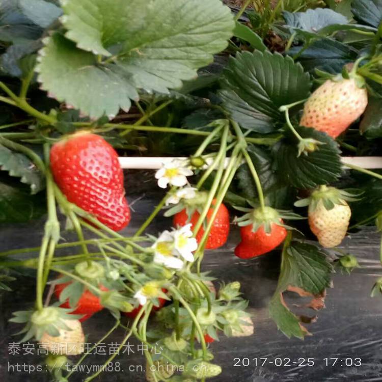吴忠市草莓苗品种有**红实美草莓苗基地*